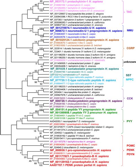 Phylogenetic Analysis Provides Insight Into The Molecular Evolution Of