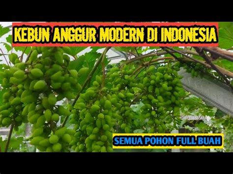 SEMUA POHON ANGGUR IMPORT BERBUAH LEBAT YouTube