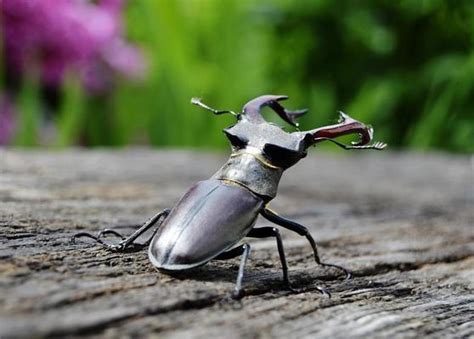 Stag Beetle Stock Photos, Images and Backgrounds for Free Download