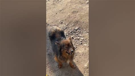 #dog #бездомні #тварини #собака #дворняга #пес - YouTube