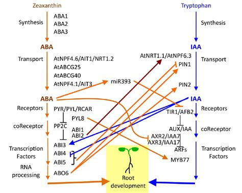 Auxin Signaling Pathway