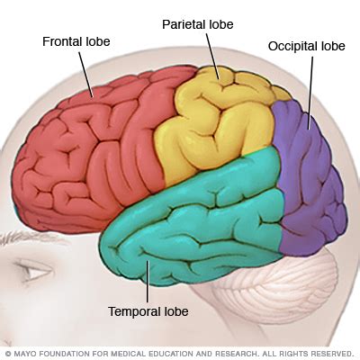 Temporal lobe seizure Disease Reference Guide - Drugs.com