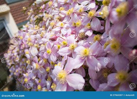 Flower hedgerow stock image. Image of hedgerow, foliage - 27965307