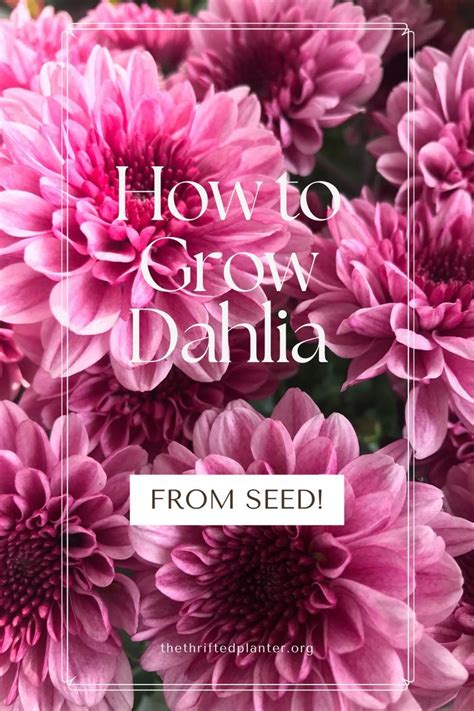 How To Grow Beautiful Dahlias From Seed