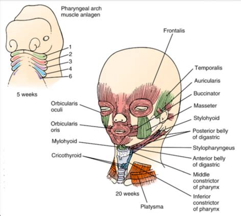 Development Of Head And Neck Flashcards Quizlet