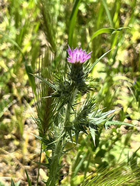 Italian Thistle From Rancho Canada Gold Open Space Preserve San Jose