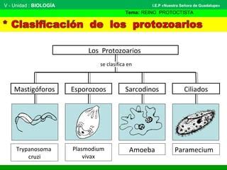 Reino Protista Ppt