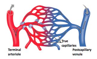 Anatomy And Blood Flow Of Capillary Bed Flashcards Quizlet