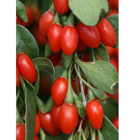 Дереза китайская Ягоды Годжи (0,05 г)