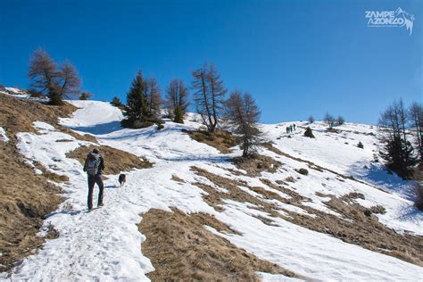 Monte Padrio Da Trivigno Zampe A Zonzo