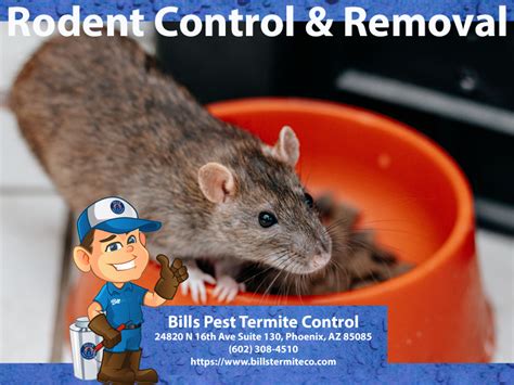 Best Rodent Control Laveen Az Bills Pest Termite Control