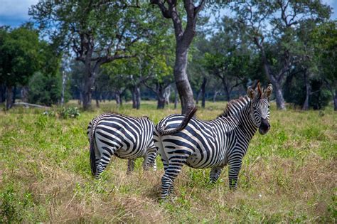 Zambia Zebra Safari - Free photo on Pixabay - Pixabay