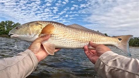 Wade Fishing Session Redfish And Snook Youtube