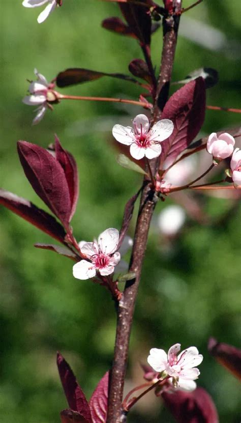 Purpleleaf Sand Cherry Shrub For Sale Buying Growing Guide Trees