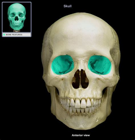 Skull Anatomy Flashcards Quizlet