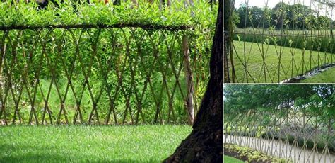 Willow Living Fence