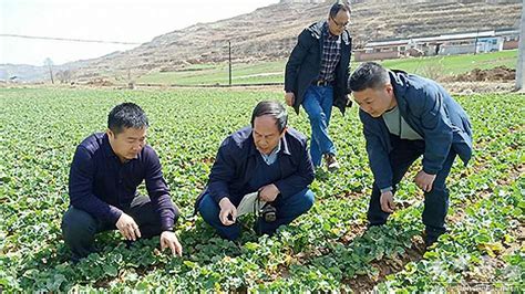 省上督导秦州区冬油菜试验示范工作图 天水在线