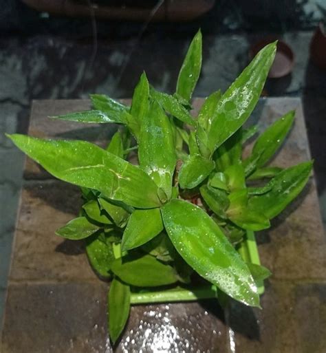 Lucky Bamboo Plant, For Decoration at Rs 200 in Guwahati | ID: 27551402691