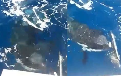 Un Bateau Se Fait Attaquer Par Des Orques