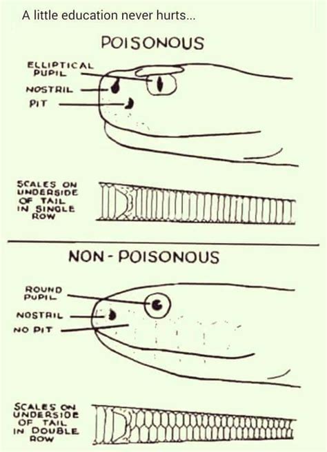 How To Distinguish Between A Poisonous And Non Poisonous Snakethis