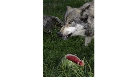 Canis Lupus 101 Wolves Feast On Watermelon For Summertime Treat Photos