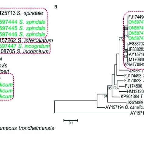 Dendrograms Showing Species Specific Clusters Of Sequences A A 28s