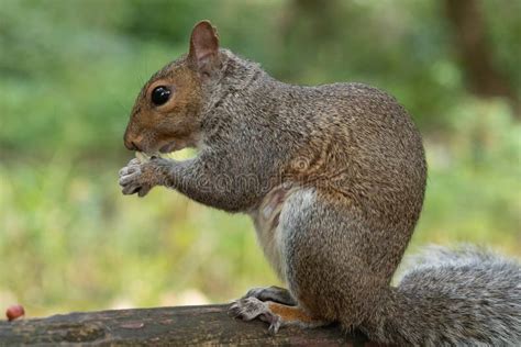 Ardilla Gris Oriental Sciurus Carolinensis Foto De Archivo Imagen De