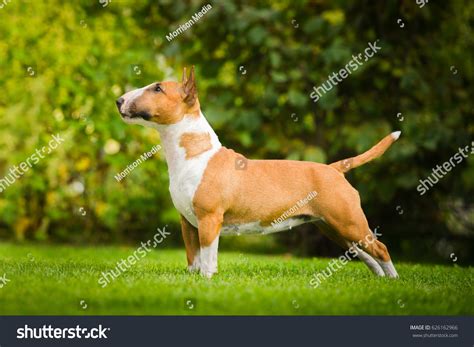 59,775 "bull terrier Images, Stock Photos & Vectors | Shutterstock