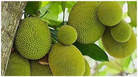 Health Benefits Of Jackfruit सेहत के लिए बहुत फायदेमंद है कटहल जानें