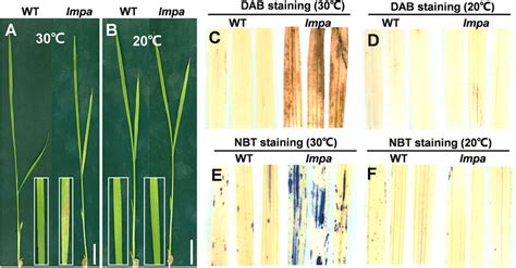 Temperature Treatment And DAB And NBT Staining A B Phenotypes Of WT