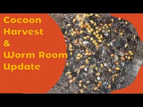 Worm Cocoon Harvest Worm Room Update Vermicomposting Worms Garden