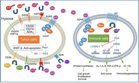 Frontiers Adenosine A2A Receptor Pathway In Cancer Immunotherapy