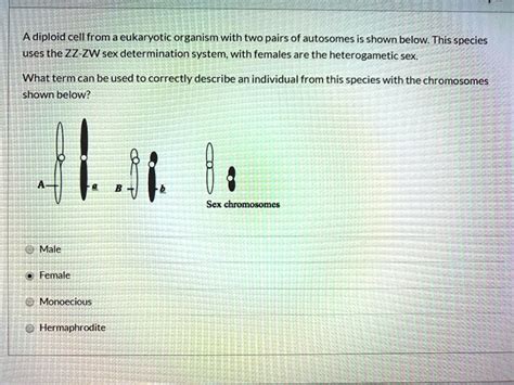 Solved A Diploid Cell From A Eukaryotic Organism With Two Pairs Of Autosomes Is Shown Below