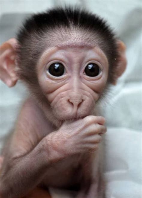 Cutest Baby Monkey Ever Cute Baby Monkey Cute Baby Animals Cute Monkey