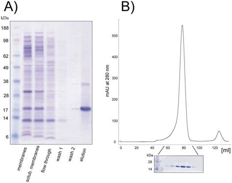 Large Scale Expression Of Synaptogyrin A Sds Page From Large Scale