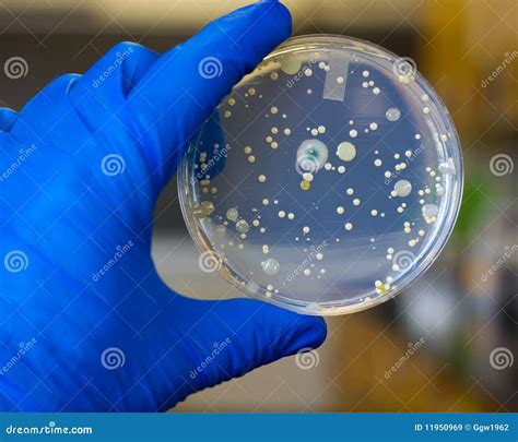 Bacteria Yeast And Molds Stock Image Image Of Mold Biotechnology