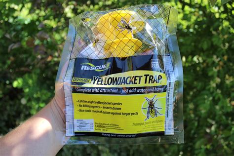 Best Wasp Traps