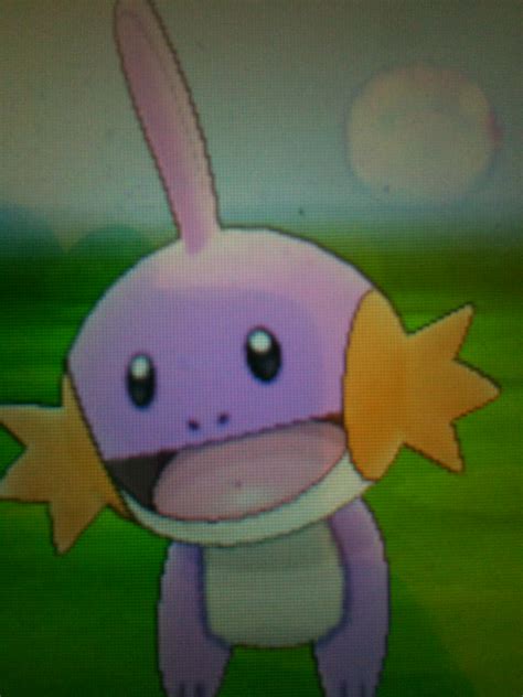 Shiny Mudkip Added Bonus Of 5iv And Egg Moves Rshinypokemon