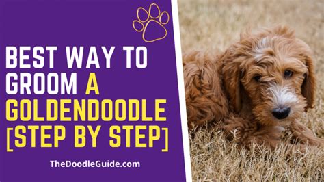 Best Way To Groom A Goldendoodle Step By Step Guide The Doodle Guide