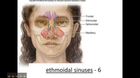 Sphenoid And Ethmoid Bone Cranium Skull Youtube