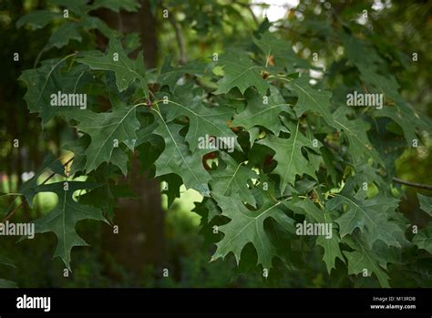 Quercus Palustris Fotos Und Bildmaterial In Hoher Aufl Sung Alamy