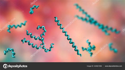 Treponema Pallidum Spirochetes Bacteria Cause Syphilis Illustration ...