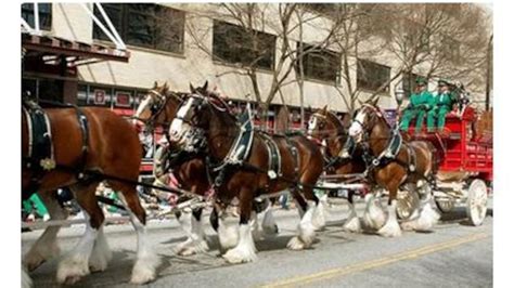 Budweiser Clydesdale horses featured in Gatlinburg Christmas parade