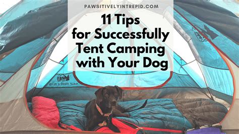 11 Tips for Successfully Tent Camping with Your Dog – Pawsitively Intrepid