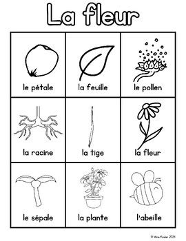 French Flower Vocabulary By Mme Kinder Tpt