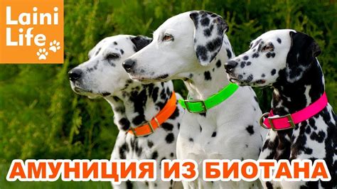 Биотановые ошейники и поводки, какой биотан настоящий? РОЗЫГРЫШ! - YouTube