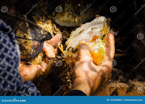 Honey Harvesting In Rural Sichuan China Stock Photo Image Of Comb