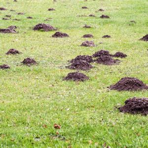 Who’s Been Digging Holes in Your Yard? Mole Damage Versus Vole Damage ...