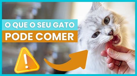 O Que Gatos Podem Comer Quais As Melhores Carnes Frutas E Legumes