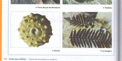 SVT-GHANDI: Fossiles et Fossilisation